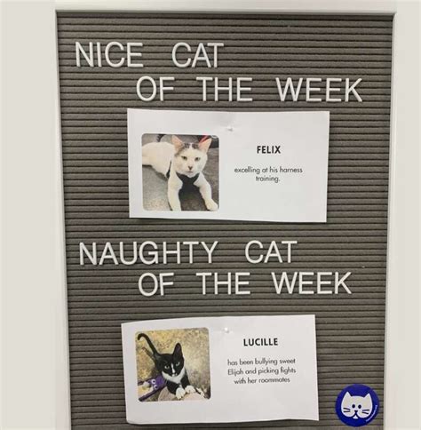 naughty cat of the week|cat naughty and nice list.